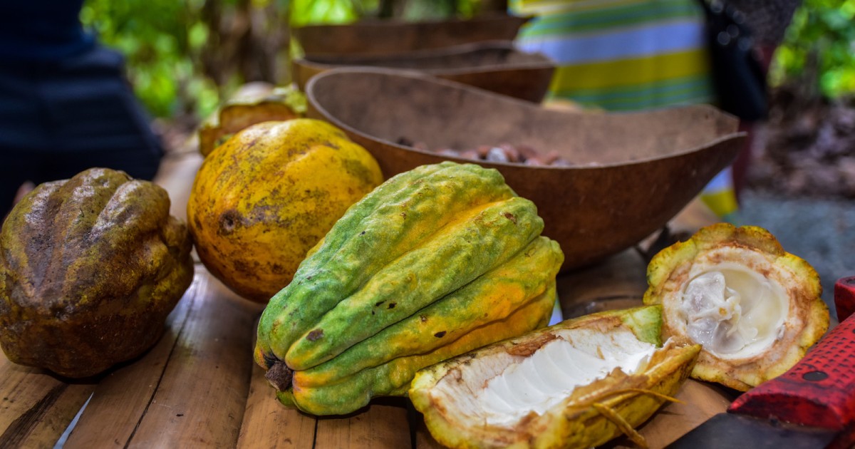 Punta Cana: Cocoa and Coffee Plantation Experience